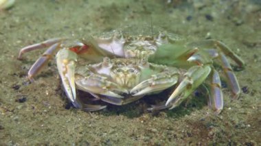 Üreme yüzen yengeç (Liocarcinus holsatus): çiftleşmeden önce, erkek (yukarıda) bir süre için kumlu zeminde bir çift yengeç taşır ve daha sonra çerçeveyi terk eder..