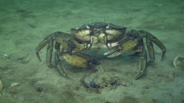Kumlu deniz tabanındaki yeşil yengeç (Carcinus maenas) en bilinen deniz istilası türlerinden biridir..