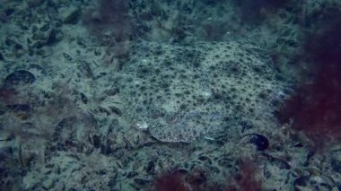 Avrupa turbotu (Scophthalmus maximus) dipte midye ve kırmızı algler ile kaplıdır..