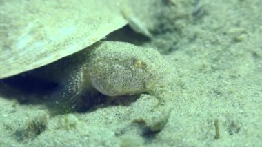 Üreme amaçlı Marble Goby (Pomatoschistus marmoratus): Yuvayı koruyan ve yumurtaları içinde havalandıran erkek, yakın plan, yan görüş.