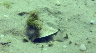 Marble Goby 'nin üretimi (Pomatoschistus marmoratus): Erkek, yakınlarda sürünen keşiş yengecin öfkesiyle yuvayı koruyor..