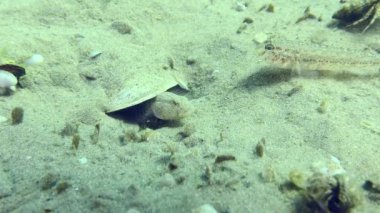 Yuvayı koruyan erkek, yiyecek için savaşan diğer kemirgenlerin kuyruğunu ısırmaya çalışır (Pomatoschistus marmoratus)..