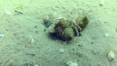 Üreme amaçlı keçi boynuzu (Pomatoschistus marmoratus): Erkek, yuvayı korur ve yanında sürünen bir çift keşiş yengecine karşı çıkar..