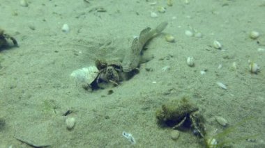 Çiftleşen keçi (Pomatoschistus marmoratus): erkek, inziva yengecinden memnun olmayan fakat hiçbir şey yapamayan yuvayı korur..
