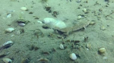 Üreyen Marble Goby (Pomatoschistus marmoratus): uygun bir kabuk bulduktan sonra, erkek yuva yapmak için yüzgeçleriyle kumu temizler..