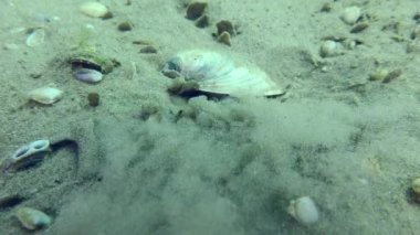 Marble Goby 'nin üretimi (Pomatoschistus marmoratus): bir yuva yapmak için, erkek kabuğun altına girer ve yoğun bir şekilde kuyruğuyla kumu ile kumu delikten temizler..