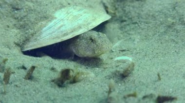 Çiftleşen Marble Goby (Pomatoschistus marmoratus): erkek, gelecekteki yuvanın kolaylığını kontrol eder ve tüm gereksiz nesneleri yakın plan ortadan kaldırır..