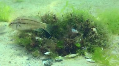 Üreme Gray wrasse (Symphodus cinereus): Yuvaya yaklaşan ve yumurtlamaya hazır dişiler mavi konik yumurtlama pozitörü tarafından ayırt edilir..