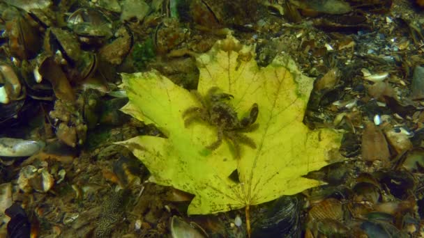 Осень Море Краб Покидает Жёлтый Кленовый Лист Который Перемещает Течение — стоковое видео