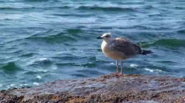 Genç bir Avrupa ringa martısı (Larus argentatus) dalgaların püskürtüldüğü bir sahil taşı üzerinde.