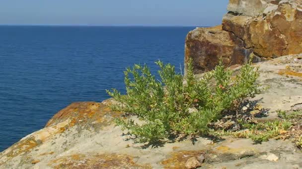Flora Insulei Șarpelui Este Dificil Plantele Crească Stâncile Coastă Peisaj Videoclip de stoc fără drepturi de autor