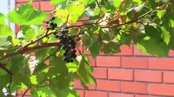 Unfavorable Climate People Have Grown Grapes Trees Yard Snake Island — Stock Video