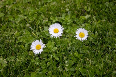 Çimlerde beyaz papatya