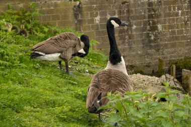 Göl kenarındaki çimlerde bir kaz sürüsü.