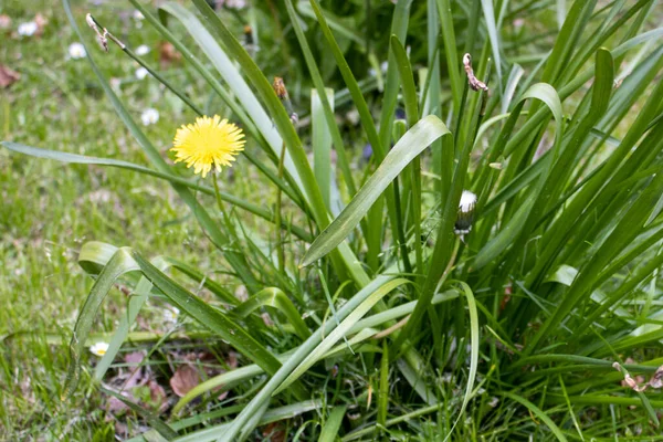 Yabani otların arasında bir karahindiba