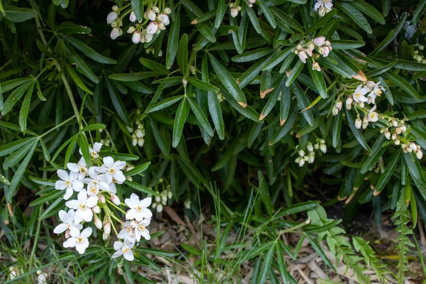 Bahçedeki beyaz çiçekler Meksika portakal çiçekleri