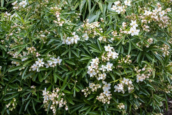Bahçedeki beyaz çiçekler Meksika portakal çiçekleri