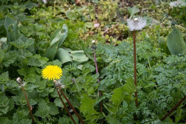 Piękne Kwiaty Ogrodzie Mniszek Lekarski Jego Fazy Wzrostu — Zdjęcie stockowe