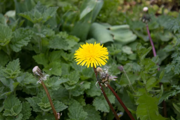 Güzel botanik çekimi, doğal duvar kağıdı, çalılıklarda karahindiba.