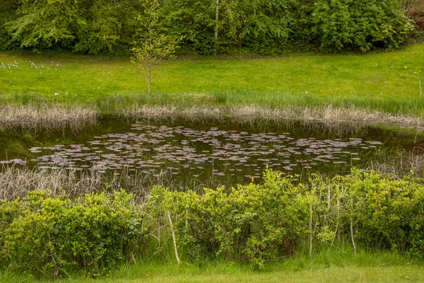 Ormandaki gölün güzel manzarası Zambak yastıklarıyla