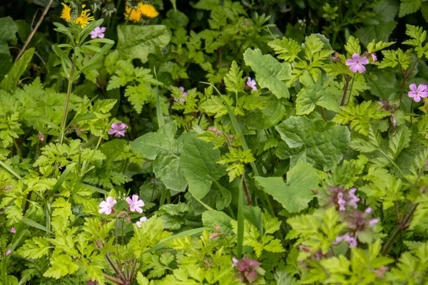 Bahçedeki güzel çiçekler Robert Çiçeği