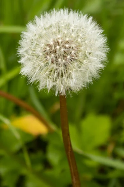 Yeşil arka planda karahindiba çiçeği