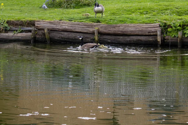 Kazlı kuş kazlarının güzel manzarası.