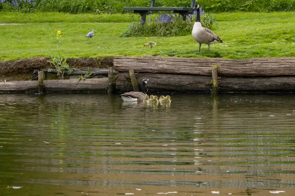 stock image a bird in the lake geese with goslings on the pond