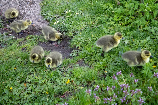 Mignons Petits Canetons Dans Herbe Verte Gosling Oies — Photo