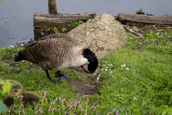 Pair Wild Ducks Pond Geese Gosling — стоковое фото