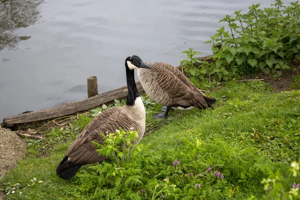Göl kazlarının üzerinde bir çift ördek ve kazlar.