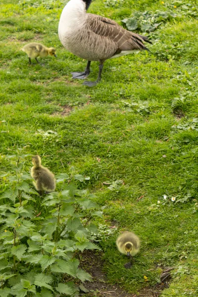 Bando Gansos Bebés Parque Gosling — Fotografia de Stock