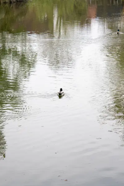 Güneşli bir öğleden sonra, bir yaz gününde gölde ördek.