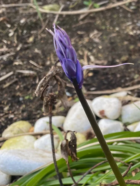 Bahçedeki mavi çan çiçeğinin çiçeği.