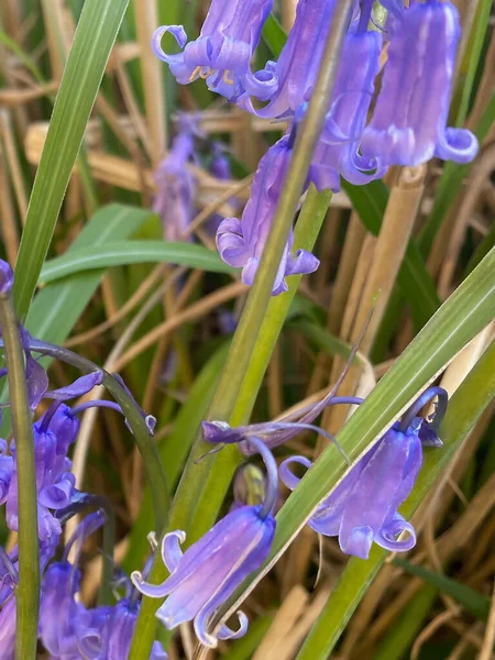 Όμορφα Λουλούδια Στον Κήπο Bluebell — Φωτογραφία Αρχείου