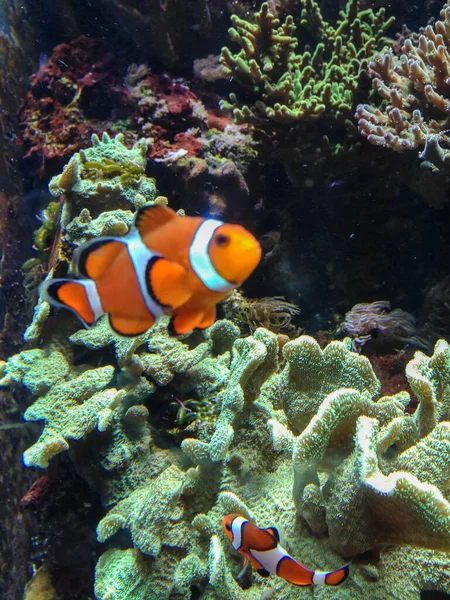 Palyaço balıklı güzel mercan resifi