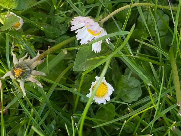 Bahçedeki güzel papatya çiçekleri