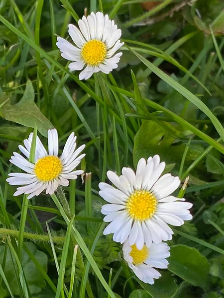 Bahçedeki beyaz papatya çiçekleri