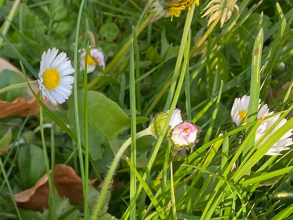 Bahçedeki güzel çiçekler papatya