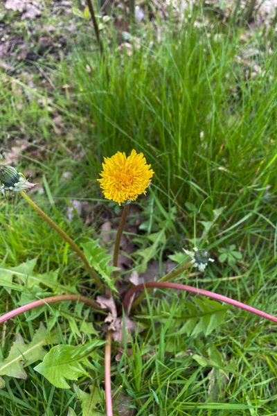 Bahçedeki güzel karahindiba çiçekleri