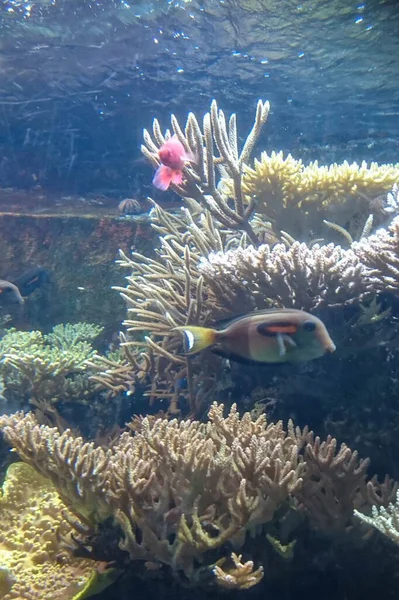 Tropikal balıklı güzel bir tropikal mercan resifinin sualtı görüntüsü