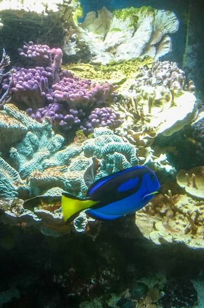 Balık ve mercanlarla dolu sualtı dünyası mavi tang renginde.