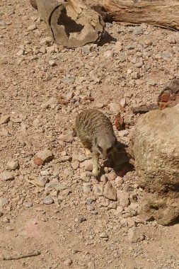 meerkat çölde