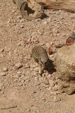 meerkat çölde