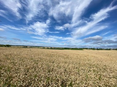 Buğday tarlası ve mavi gökyüzü olan güzel bir manzara.
