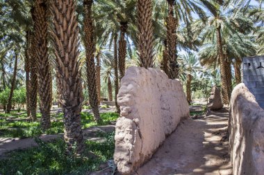Suudi Arabistan 'daki Oasis Miras Yolu manzarası güneşli bir günde hurma ağaçlarıyla kaplı.. 