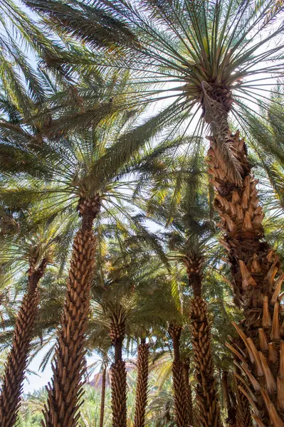 Güneşli bir günde Suudi Arabistan 'ın AlUla Oasis Mirası Yolu' ndaki verimli hurma ağaçlarının manzarası. 