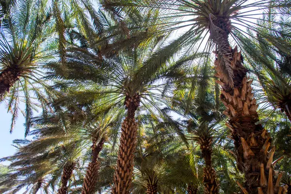 Güneşli bir günde Suudi Arabistan 'ın AlUla Oasis Mirası Yolu' ndaki verimli hurma ağaçlarının manzarası. 