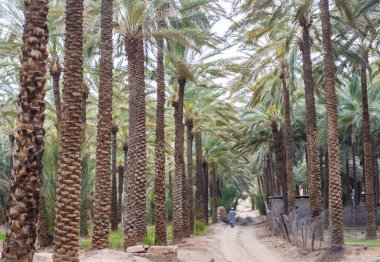 Güneşli bir günde Suudi Arabistan Alula 'da hurma ağaçlarıyla kaplı bir yol manzarası. 