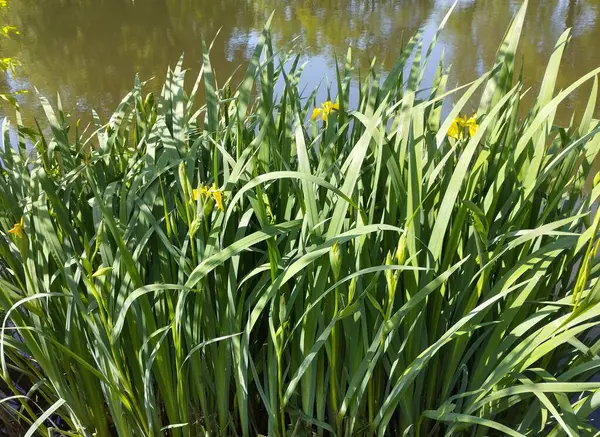 Green Reeds Pond Several Yellow Flowers Background Water — Stock Photo, Image